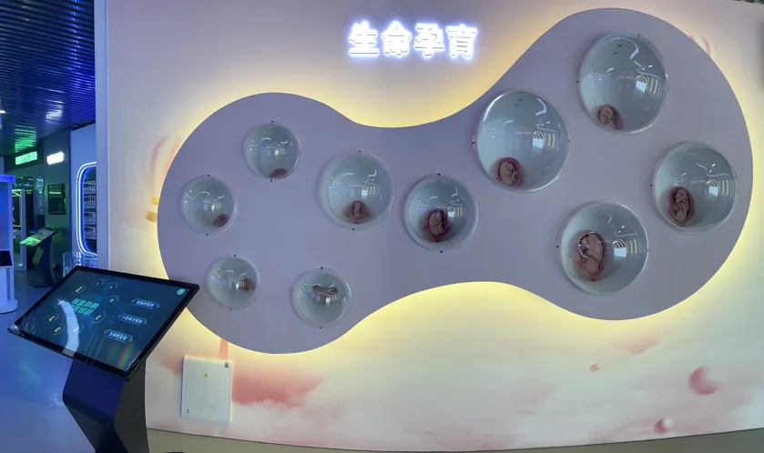 生命的孕育互动系统